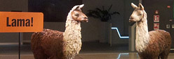 Lama